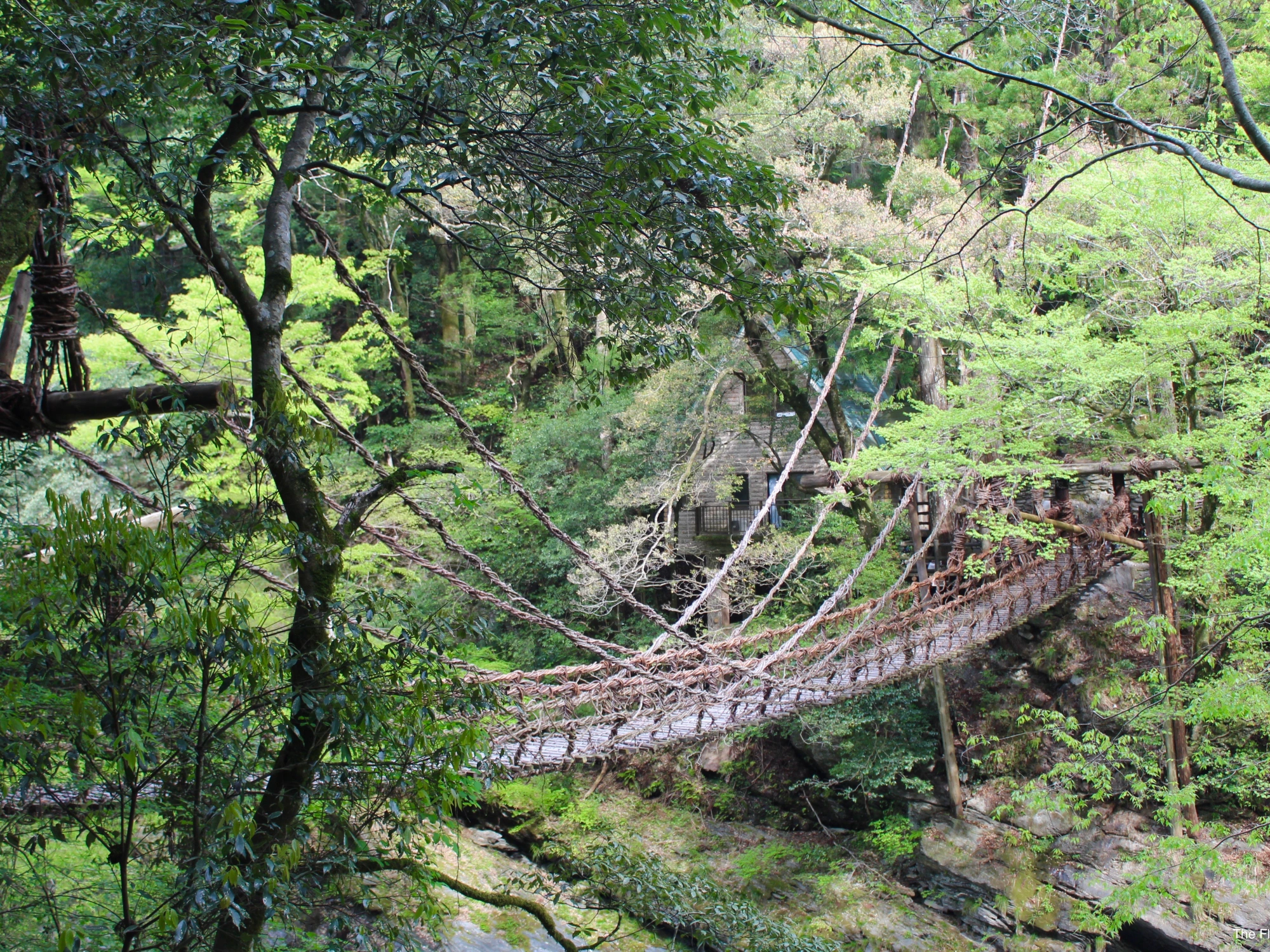 Tokushima - Cầu Iya no Kazurabashi cau-kazurabashi